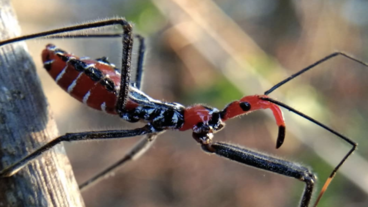 Scariest bugs in Arizona!